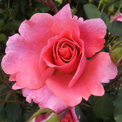 Duftende Kletterrose 'Alibaba®' (Synonym Bad Homburg), lachsrosa, Topf 5 Liter Duftende Kletterrose 'Alibaba®' (Synonym Bad Homburg), lachsrosa, Topf 5 Liter