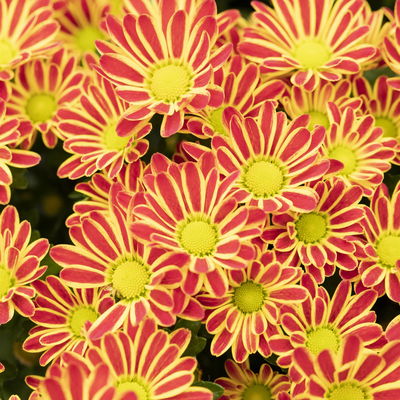 Chrysanthemen 'Swifty', bicolor-orange, Topf-Ø 10,5 cm, 6 Pflanzen Chrysanthemen 'Swifty', bicolor-orange, Topf-Ø 10,5 cm, 6 Pflanzen