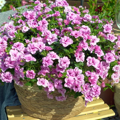 Zauberglöckchen'Double Pink Eye', pink, gefüllt,Topf-Ø 13 cm, 6 Pflanzen