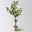 Kölle Bio Säulenkirsche 'Sylvia', Unterlage Prunus Colt, Topf 10 Liter