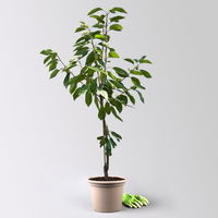 Kölle Bio Säulenkirsche 'Sylvia', Unterlage Prunus Colt, Topf 10 Liter