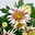 Chrysanthemen 'Chrysanne®Anemona White Purple', Topf-Ø 13 cm, 4 Pflanzen