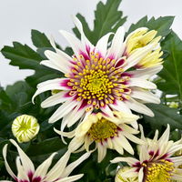 Chrysanthemen 'Chrysanne®Anemona White Purple', Topf-Ø 13 cm, 4 Pflanzen