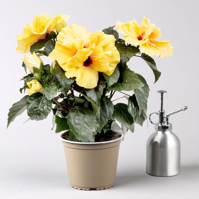 Hibiskus HibisQs® 'Adonicus Double Yellow' gelb, Topf-Ø 13 cm, 2 Pflanzen Hibiskus HibisQs® 'Adonicus Double Yellow' gelb, Topf-Ø 13 cm, 2 Pflanzen