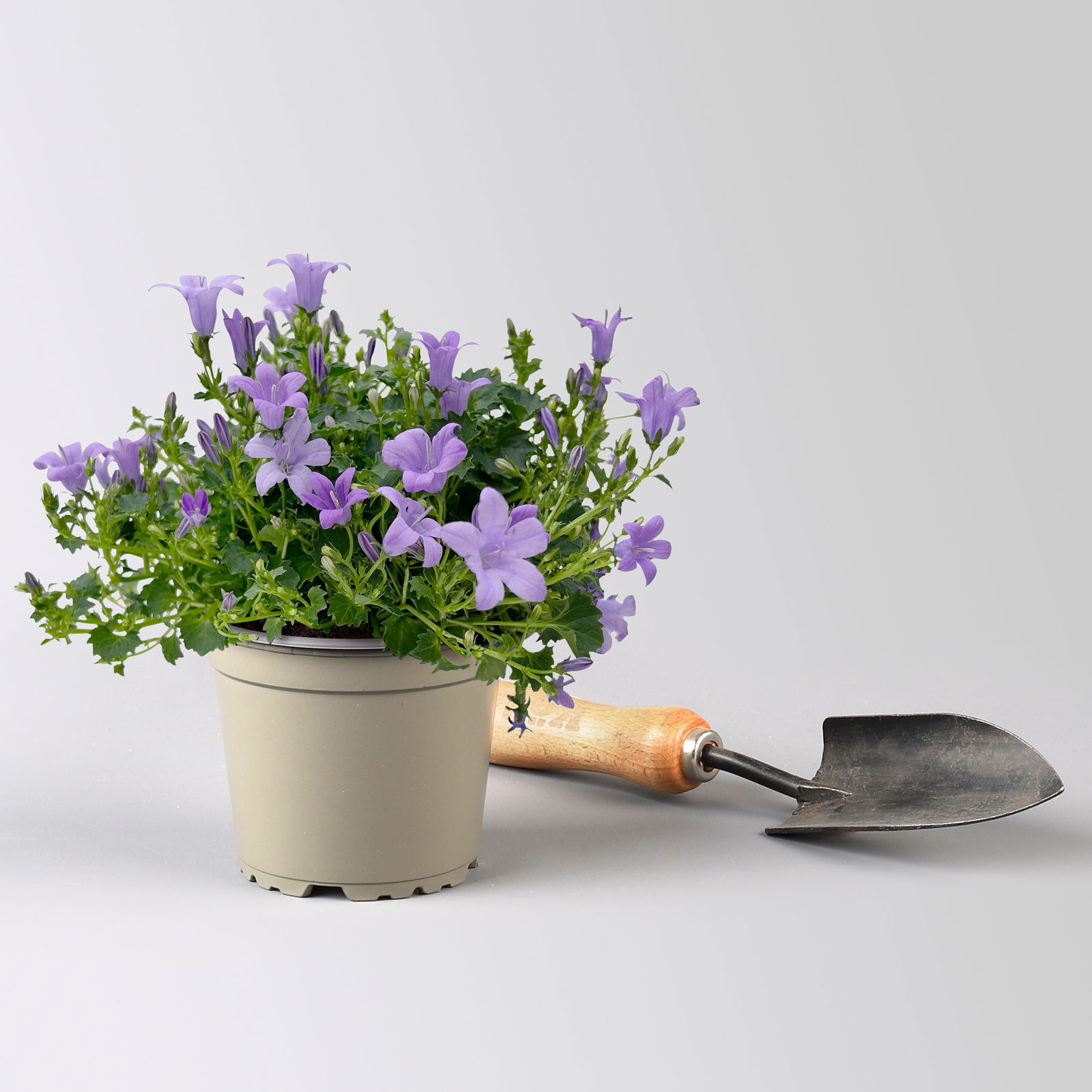 Campanula 'Ambella® Lavender' flieder, Topf-Ø 12 cm, 3er-Set