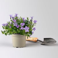 Campanula 'Ambella® Lavender' flieder, Topf-Ø 12 cm, 3er-Set