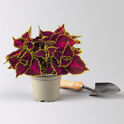 Buntnessel 'Hollywood Boulevard', dunkelrot-pink-grün, Topf-Ø 12 cm, 6 Pflanzen