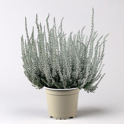 Knospenheide 'Picasso', blau & weiß gefärbt, Topf-Ø 12 cm, 6 Pflanzen Knospenheide 'Picasso', blau & weiß gefärbt, Topf-Ø 12 cm, 6 Pflanzen