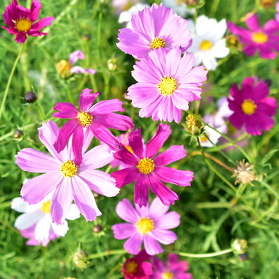 Cosmea, Farben zufällig, Topf-Ø 12 cm, Höhe ca. 25 cm, 6 Pflanzen