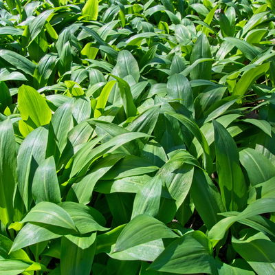 Bio Bärlauch, Topf-Ø 12 cm Bio Bärlauch, Topf-Ø 12 cm