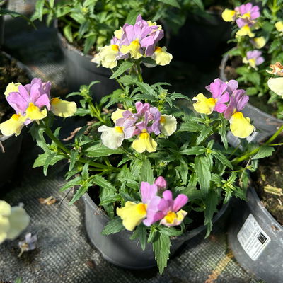 Nemesie, hellgelb-flieder, Topf-Ø 12 cm, 6 Pflanzen Nemesie, hellgelb-flieder, Topf-Ø 12 cm, 6 Pflanzen