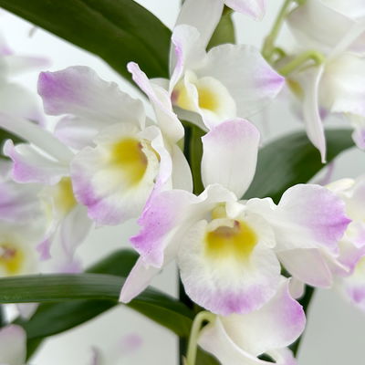 Dendrobium, lila, Topf-Ø 12 cm, Höhe ca. 50-60 cm
