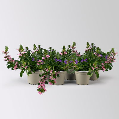 Fächerblume 'Trio', rosa-lila-weiß, Topf-Ø 12 cm, 6 Pflanzen Fächerblume 'Trio', rosa-lila-weiß, Topf-Ø 12 cm, 6 Pflanzen