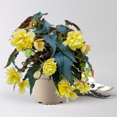 Begonie, halbhängend, Farbe zufällig, Topf-Ø 13 cm, 6 Pflanzen