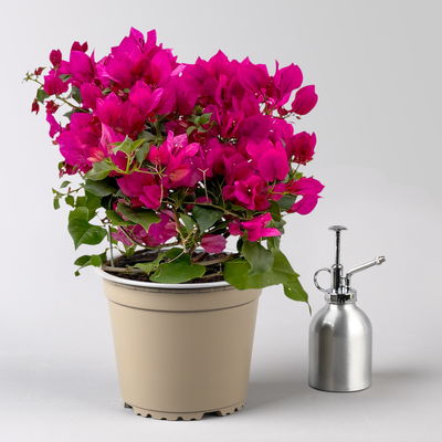 Bougainvillea, violett, Busch, Topf-Ø 19 cm, Höhe ca. 40 cm, 2 Pflanzen