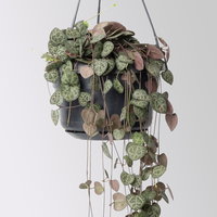 Grünpflanzen-Set Rapunzel, Hängeampel-Ø 14 cm, 2 Pflanzen Grünpflanzen-Set Rapunzel, Hängeampel-Ø 14 cm, 2 Pflanzen