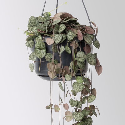 Grünpflanzen-Set Rapunzel, Hängeampel-Ø 14 cm, 2 Pflanzen Grünpflanzen-Set Rapunzel, Hängeampel-Ø 14 cm, 2 Pflanzen