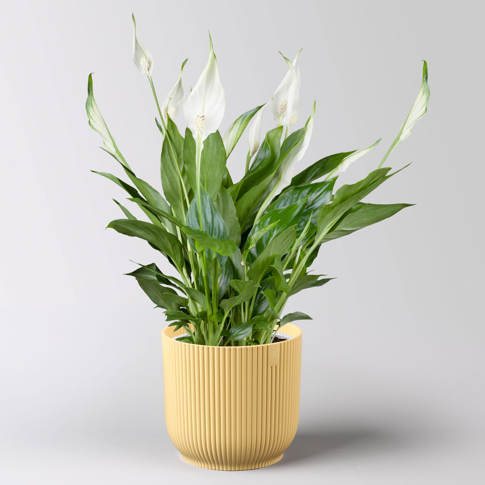 Einblatt 'Bellini', weiß, Topf-Ø 13 cm, in Übertopf Vibes gelb, 2 Pflanzen