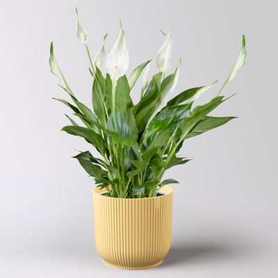 Einblatt 'Bellini', weiß, Topf-Ø 13 cm, in Übertopf Vibes gelb, 2 Pflanzen