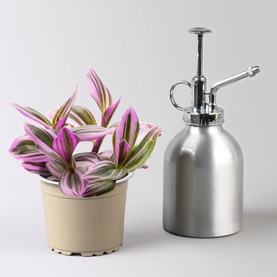 Grünpflanzenset für Grüne Wand, bunter Mix, Topf-Ø 8,5 cm, 12 Pflanzen