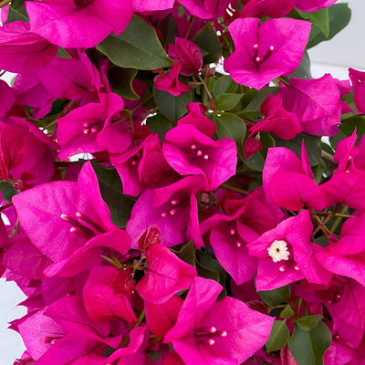 Bougainvillea, violett, Busch, Topf-Ø 19 cm, Höhe ca. 40 cm, 2 Pflanzen
