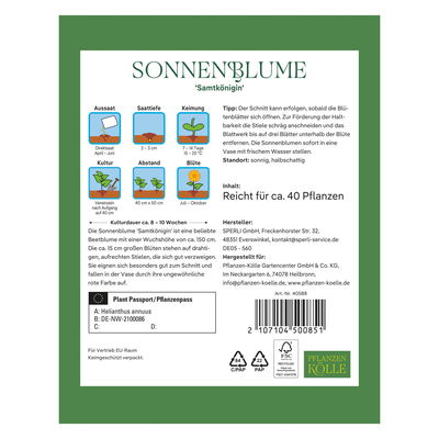 Kölles Beste Blumensamen, Sonnenblume 'Samtkönigin'