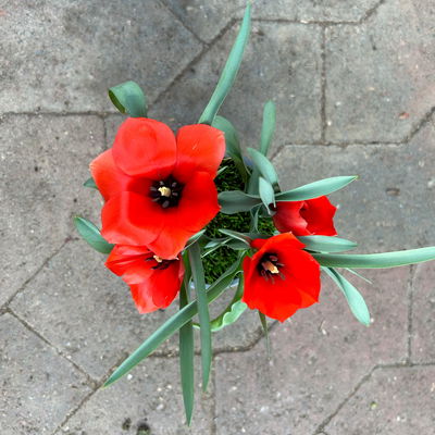 Wildtulpe, orangerot, einfach blühend, mit Gras, Topf -Ø 9 cm, 4 Pflanzen