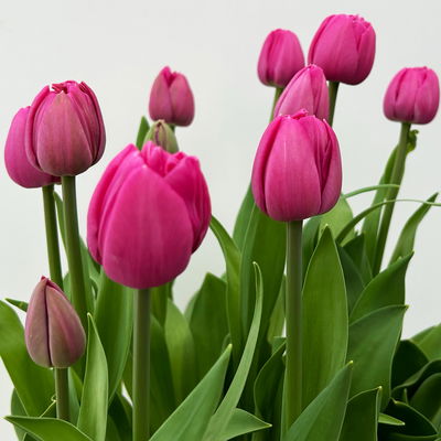 Tulpe, dunkelpink gefüllt, vorgetrieben, Topf-Ø 15 cm, 3 Pflanzen