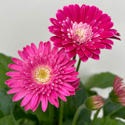 Gerbera 'Garvinea® Rosa-Weiß', Topf-Ø 19 cm