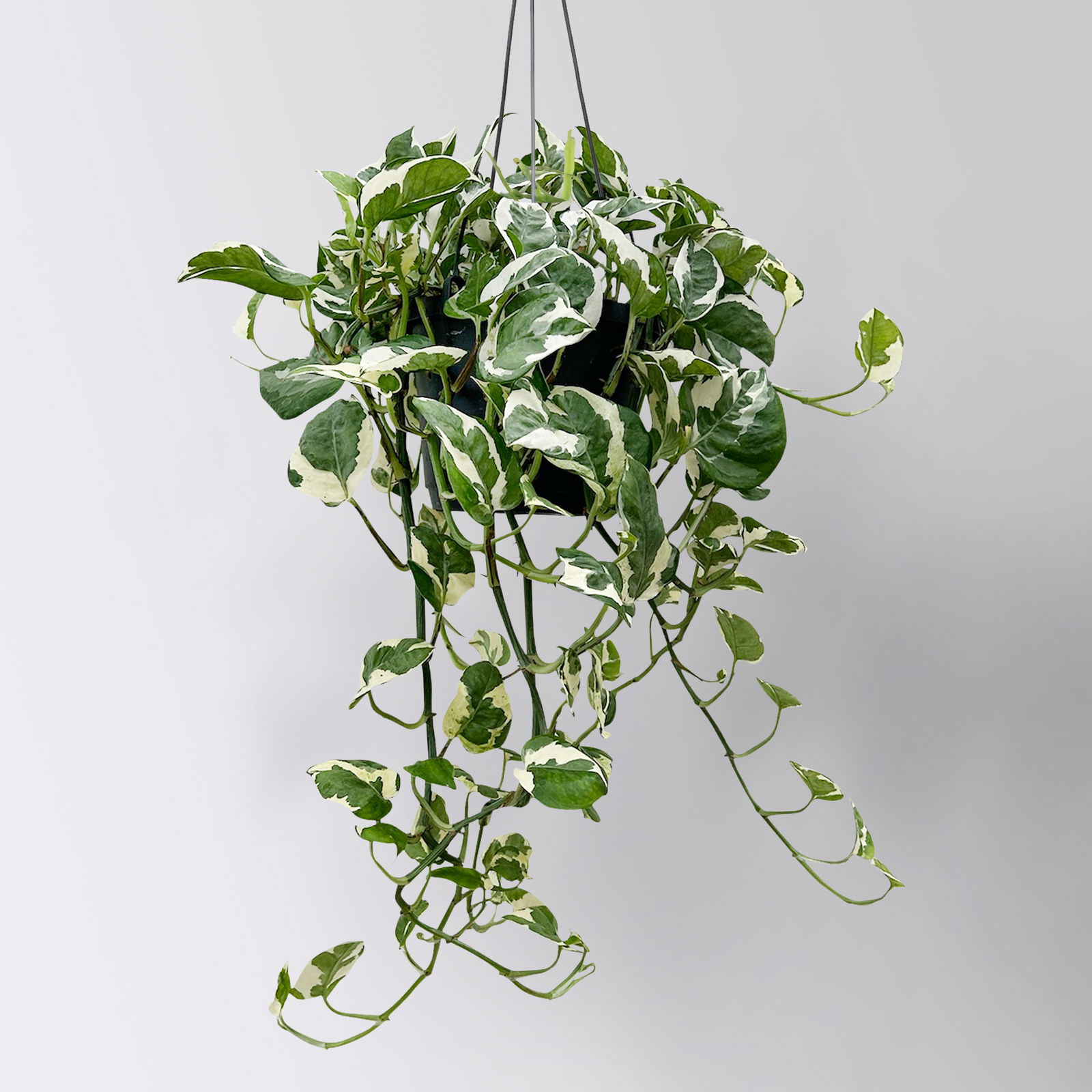 Grünpflanzen-Set Genügsamkeit, Hängeampel-Ø 17 cm, 2 Pflanzen