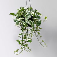 Grünpflanzen-Set Genügsamkeit, Hängeampel-Ø 17 cm, 2 Pflanzen