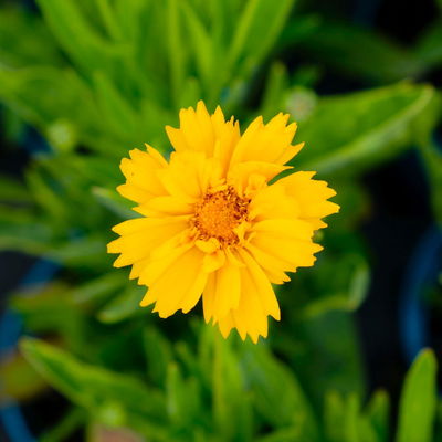 Bio Mädchenauge 'Sunray' sonnengelb, Topf 11x11 cm, 3 Pflanzen Bio Mädchenauge 'Sunray' sonnengelb, Topf 11x11 cm, 3 Pflanzen