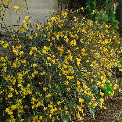 Echter Winterjasmin, 2er Set, Jasminum nudiflorum, gelb, im 15 cm Topf Echter Winterjasmin, 2er Set, Jasminum nudiflorum, gelb, im 15 cm Topf