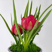 Zwiebelpflanzen-Set Frühlingsleuchten, blau-weiß-rot, 9 Pflanzen