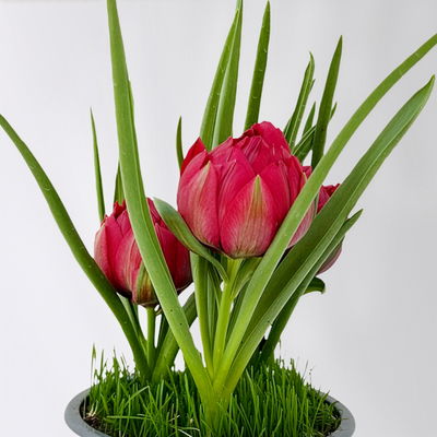 Zwiebelpflanzen-Set Frühlingsleuchten, blau-weiß-rot, 9 Pflanzen