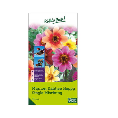 XXL Mignon Dahlien Happy Single, üppig, 3 Blumenknollen