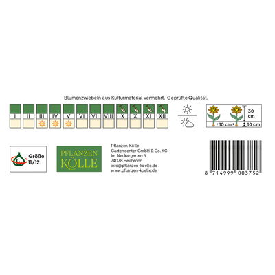 Tulpen für Topfbepflanzung Abba rot, 7 Blumenzwiebeln Tulpen für Topfbepflanzung Abba rot, 7 Blumenzwiebeln