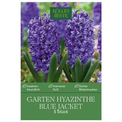 Garten-Hyazinthen 'Blue Jacket', blau, Größe 15/16, 5 Blumenzwiebeln