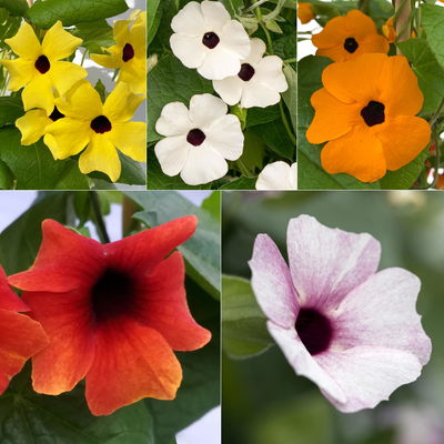 Schwarzäugige Susanne, Pyramide, Farbe zufällig, Topf-Ø 17 cm, 2 Pflanzen