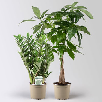 Grünpflanzen-Set Glücks-Duo, Topf-Ø 17 cm, 2 Pflanzen