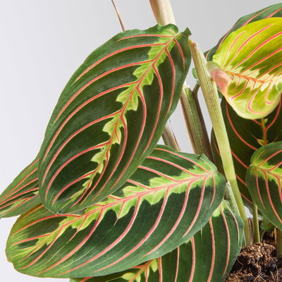 Grünpflanzenset für Grüne Wand, bunter Mix, Topf-Ø 8,5 cm, 12 Pflanzen