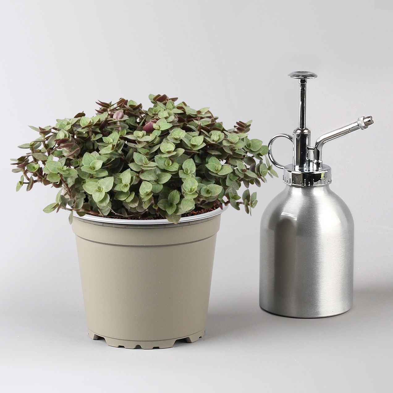 Grünpflanzenkreation 'Tierfreund', Topf-Ø 12 cm, 6 Pflanzen