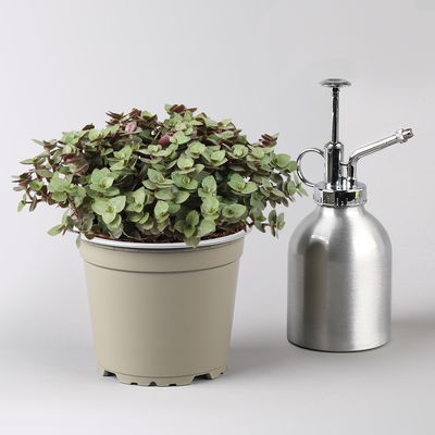 Grünpflanzenkreation 'Tierfreund', Topf-Ø 12 cm, 6 Pflanzen