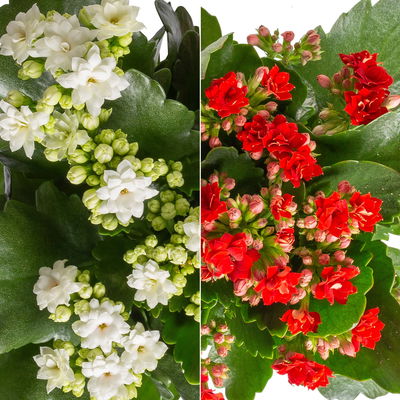 Kalanchoe 'Calandiva'®, weiß & rot,  Topf-Ø 12 cm, Höhe ca. 20-30 cm, 6er-Set