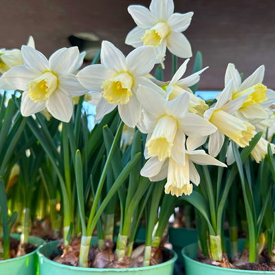 Pflanzen-Set Frühlingsharmonie, 12 Pflanzen inkl. Erde