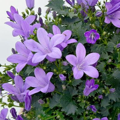 Glockenblume, 2-3 Farben zufällig, Topf-Ø 10,5 cm, 3 Pflanzen