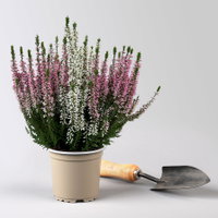 Calluna 'Twin', rot-weiß, Topf-Ø 10,5 cm, 6 Pflanzen Calluna 'Twin', rot-weiß, Topf-Ø 10,5 cm, 6 Pflanzen