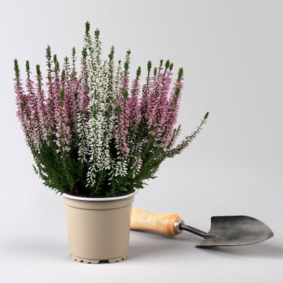 Calluna 'Twin', rot-weiß, Topf-Ø 10,5 cm, 6 Pflanzen Calluna 'Twin', rot-weiß, Topf-Ø 10,5 cm, 6 Pflanzen