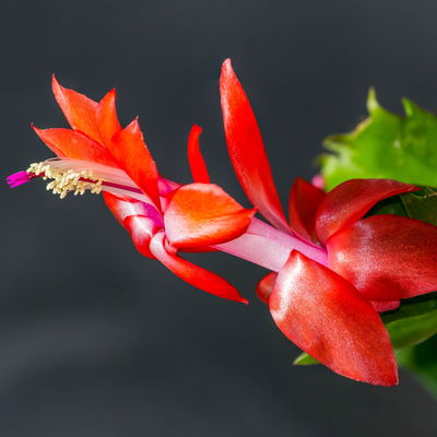 Weihnachtskaktus, rot, Topf-Ø 12 cm, 3 Pflanzen