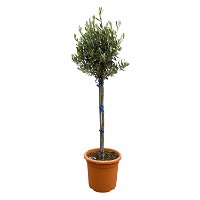 Olivenbaum, Stamm, Topf-Ø 22 cm, Höhe ca. 100 cm